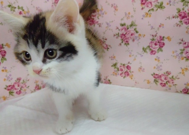 アメリカンショートヘア