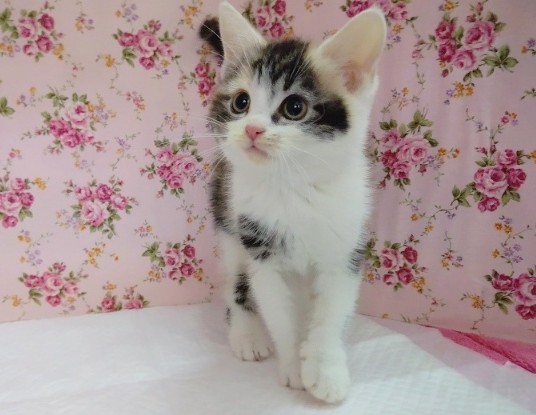 アメリカンショートヘア