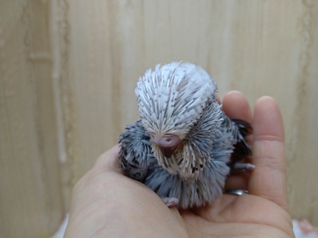 ジャンボセキセイインコ