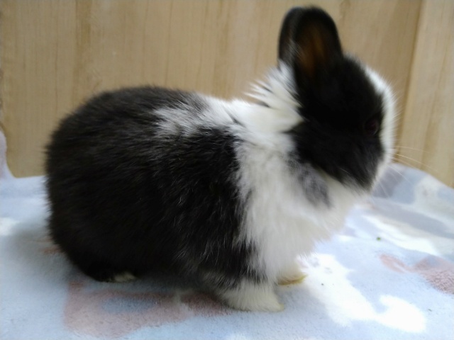 ドワーフラビット