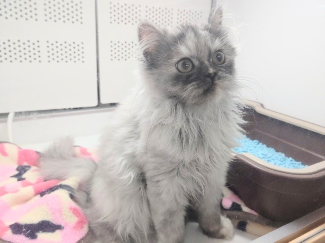 スコティッシュフォールド