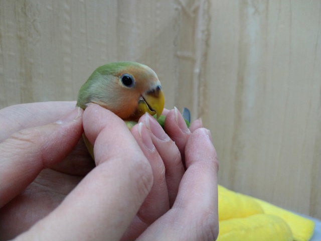 コザクラインコ（小桜インコ）