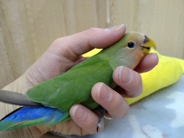 コザクラインコ（小桜インコ）