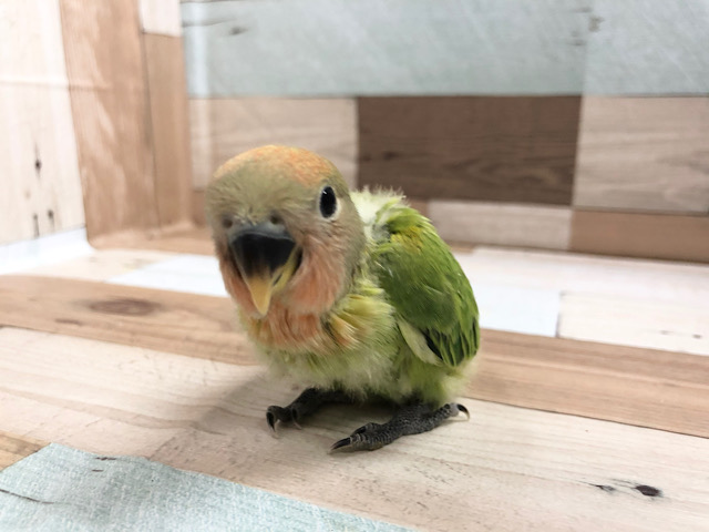 コザクラインコ（小桜インコ）