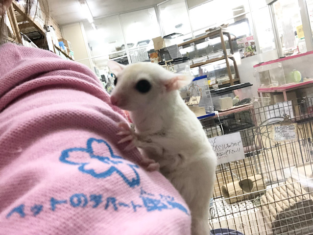 フクロモモンガ