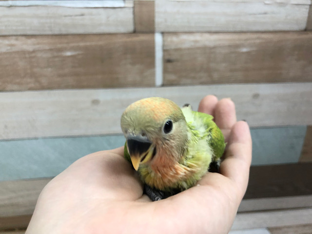 コザクラインコ（小桜インコ）