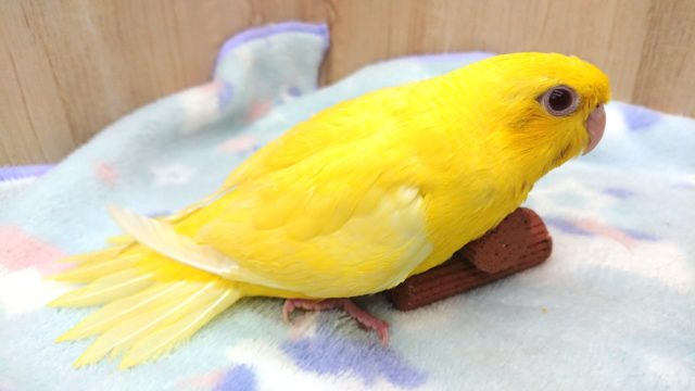 サザナミインコ