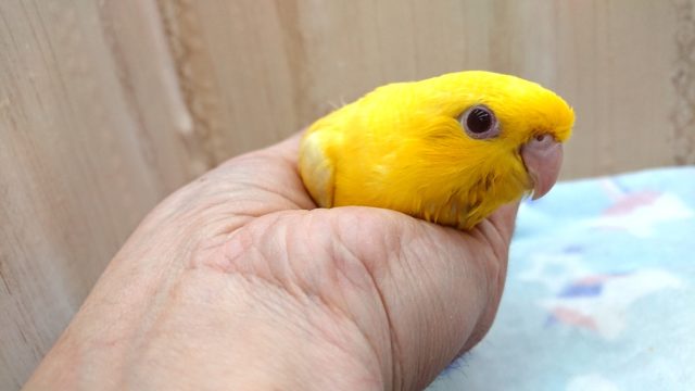 サザナミインコ