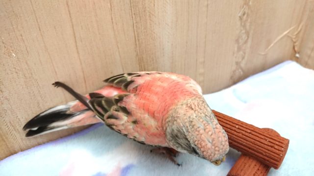 ローズ秋草インコ