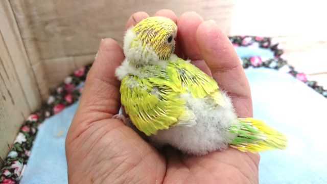 セキセイインコ