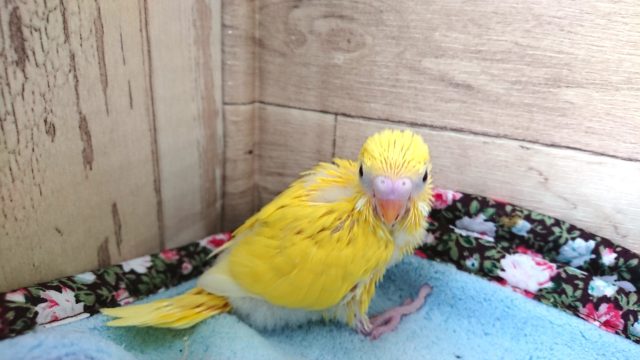 セキセイインコ