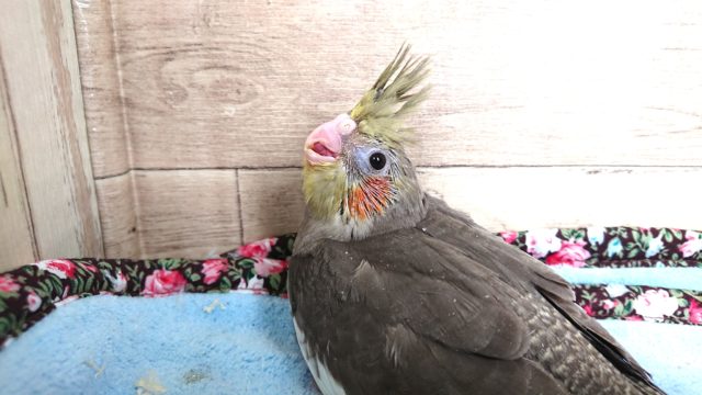 オカメインコ