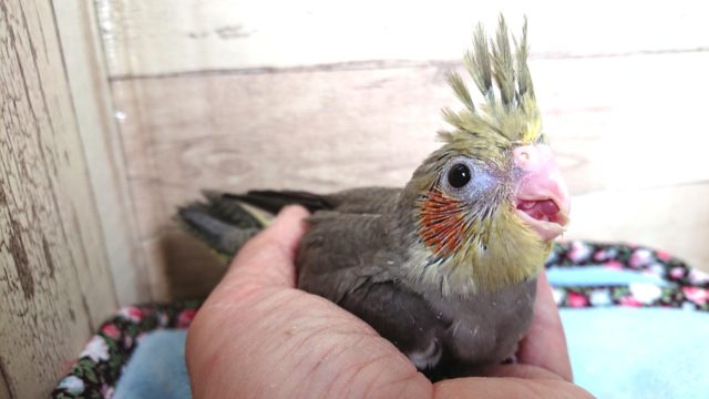 オカメインコ