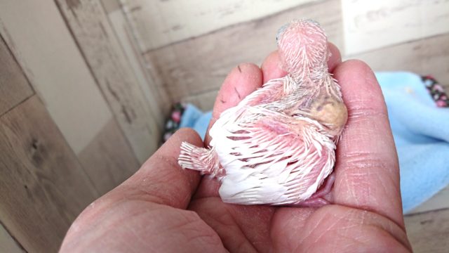 オススメですよー白文鳥〜2021 1月7日 白文鳥