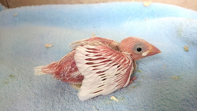 オススメですよー白文鳥〜2021 1月7日 白文鳥