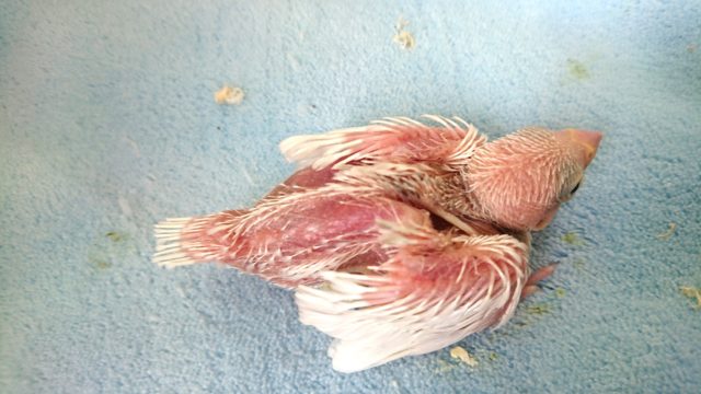 オススメですよー白文鳥〜2021 1月7日 白文鳥