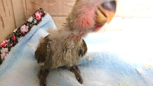 コザクラインコ（小桜インコ）