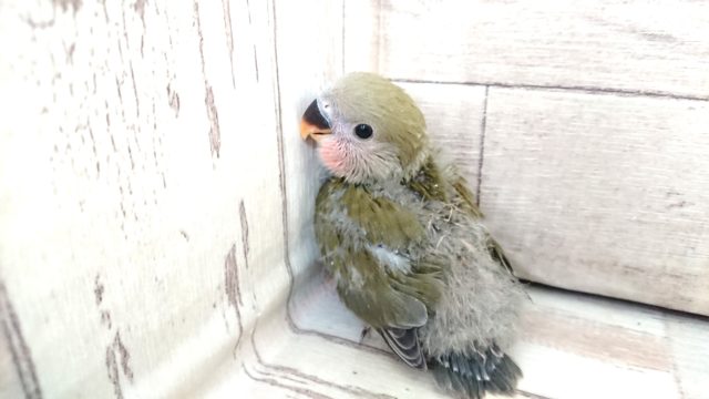 コザクラインコ（小桜インコ）