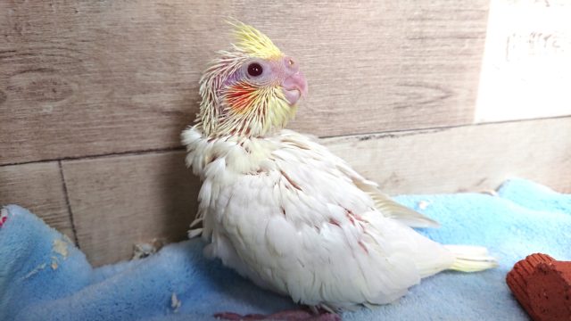 オカメインコ