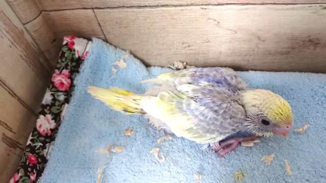 画像更新!!美カラー☆セキセイインコ レインボーパイド~~ セキセイインコ