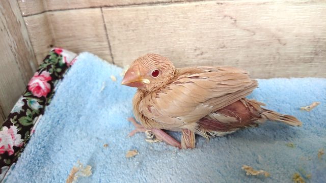 シナモン文鳥