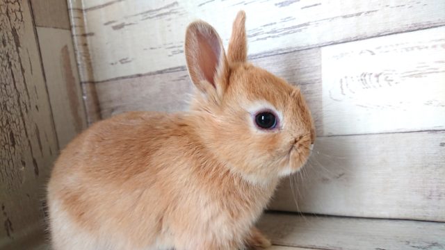 ドワーフラビット