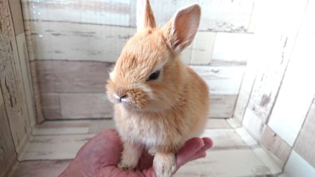 ドワーフラビット