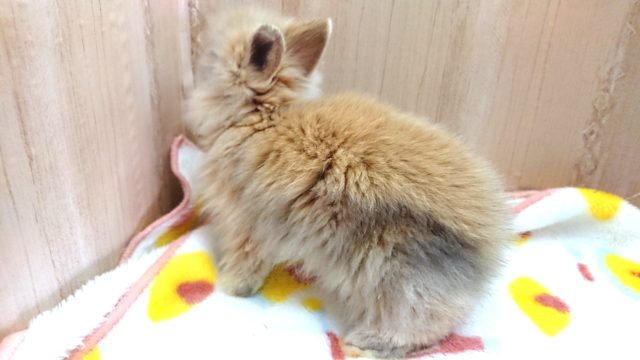 ライオンラビット