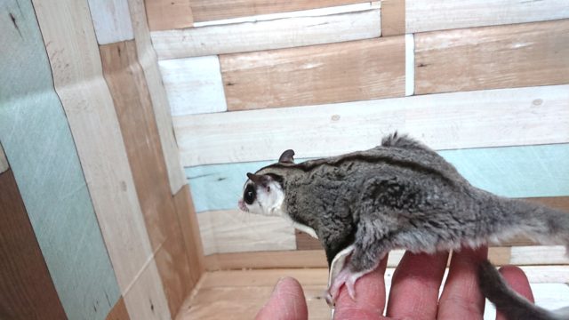 フクロモモンガ