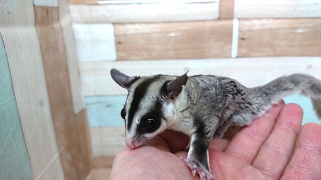 フクロモモンガ