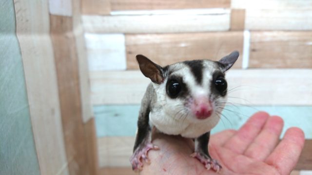 フクロモモンガ