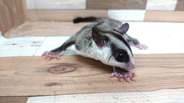 フクロモモンガ