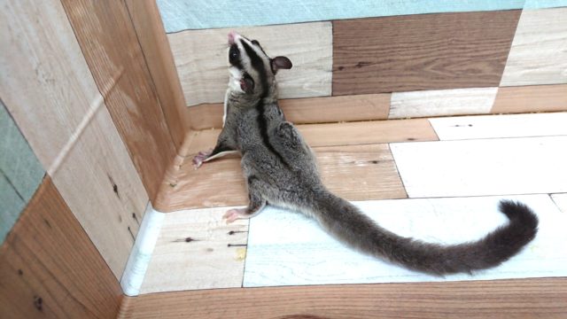 フクロモモンガ