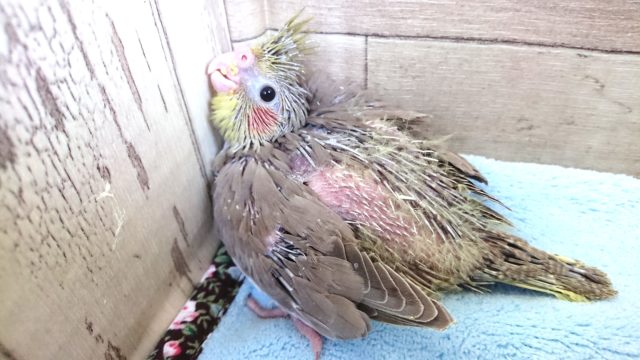 オカメインコ