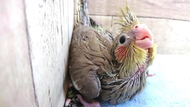 オカメインコ