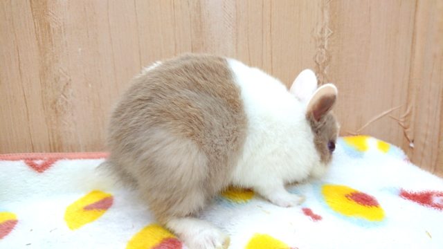 ネザーランドドワーフ