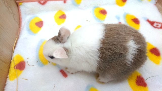 ネザーランドドワーフ