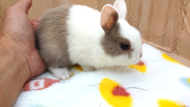 ネザーランドドワーフ