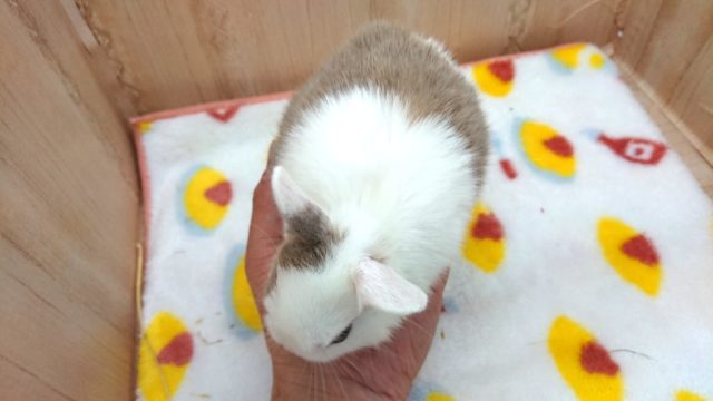 ネザーランドドワーフ