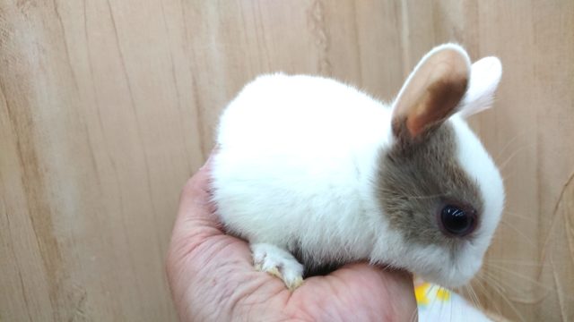 ネザーランドドワーフ