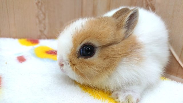 ネザーランドドワーフ