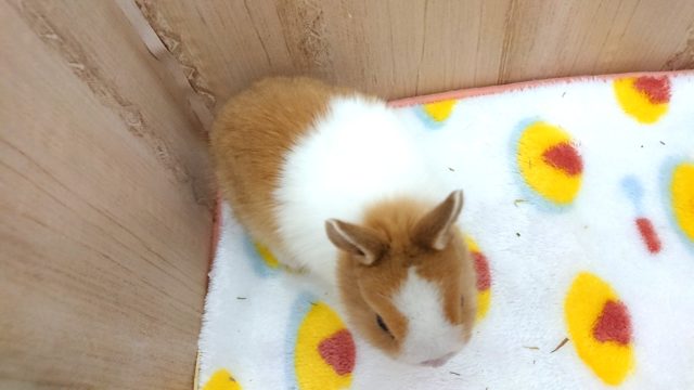 ネザーランドドワーフ