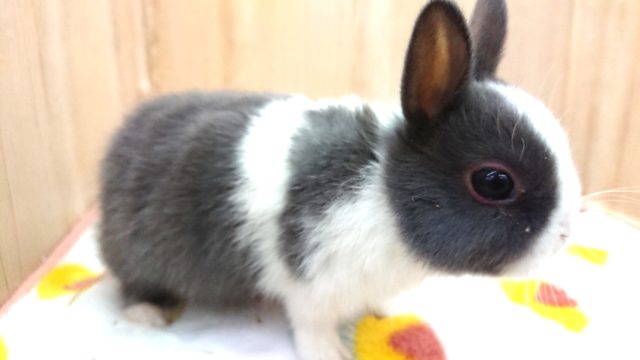 ネザーランドドワーフ