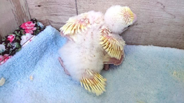 セキセイインコ