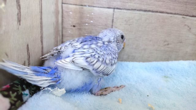 セキセイインコ