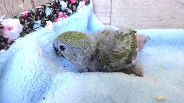 コザクラインコ（小桜インコ）