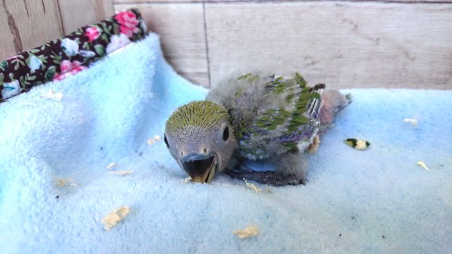 コザクラインコ（小桜インコ）