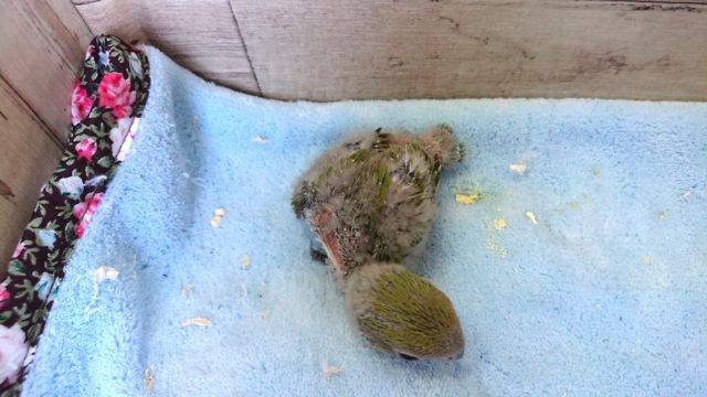 コザクラインコ（小桜インコ）