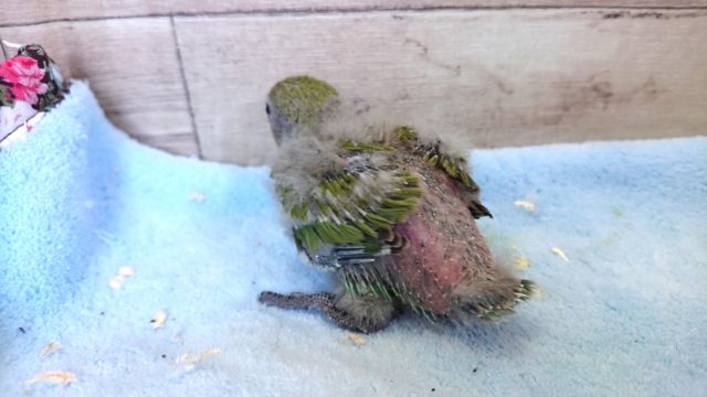 コザクラインコ（小桜インコ）