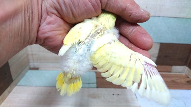 セキセイインコ